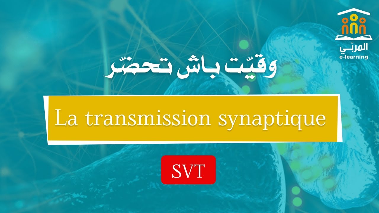 Bac Sciences : SVT - La Transmission Synaptique | QCM Corrigé & Explications