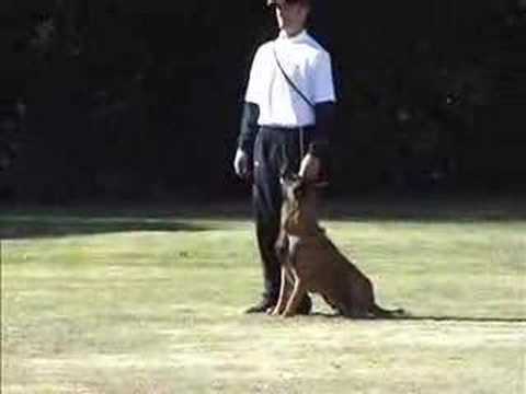 belgian malinois schutzhund