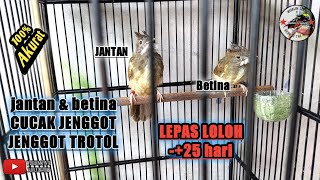 PERBEDAAN CUCAK JENGGOT JANTAN DAN BETINA SAAT TROTOL LEPAS LOLOH