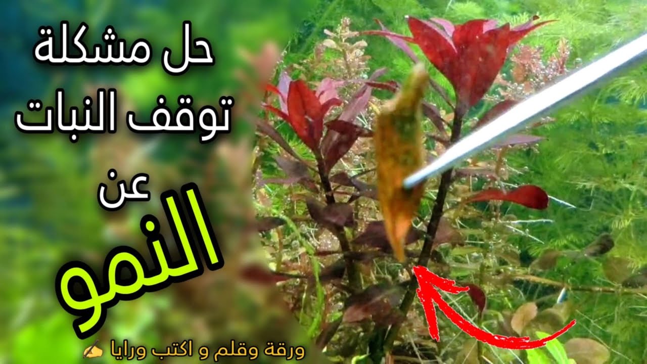 علاج مشكلة توقف نمو النباتات .. اسبابها ؟