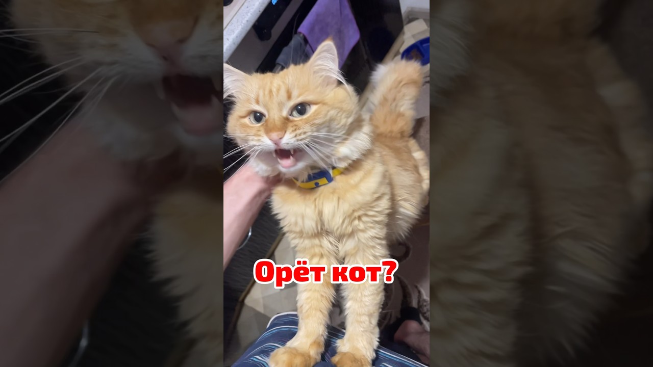 Что делать если кот орет по ночам