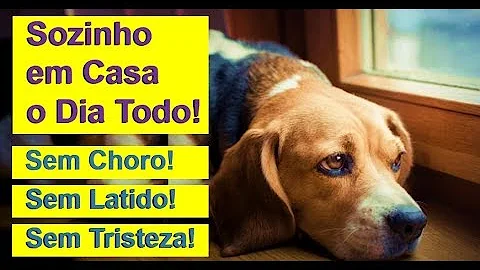 Como fazer para o cachorro não se sentir sozinho?