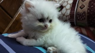 Persian பூனைகளை எப்படி  பராமரிப்பது?  #persiancat #cat #kitten #பூனை #tamil #catlover #catvideos