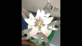 Kinetic Sculpture Flowering Lotus