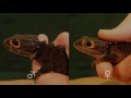 Middle of video