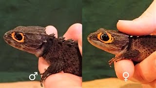 How to sex Crocodile Skinks (Tribolonotus gracilis) || Helmskink Geschlechtsbestimmung
Male and female Tribolonotus gracilis can be relatively easy distinguished through a conspicuous difference: males have white pads on the underside of their back toes, female dont.
In this video I show you how you can tell males from females in Tribolonotus species at the example of an adult pair of T. gracilis.
General Information on Tribolonotus gracilis:
Tribolonotus gracilis is a species of skink endemic to New Guinea.
Tribolonotus gracilis are found in New Guinea. They live in tropical forests and have also been found in human-populated areas.
They are commonly known as red-eyed crocodile skinks, or, rarely, red-eyed bush crocodile skinks.
Tribolonotus gracilis is one of the few species of lizards that vocalize when in distress. When startled, they tend to freeze and have been known to play dead (even when handled).
Red-eyed crocodile skinks can be sexed using the pores on their front feet as only males have these pores. Females have only a single working ovary (right ovary), laying one egg at a time. The female often curls around the egg. They show tendencies for mother-child family groups. Male crocodile skinks will battle other males for females and females can be territorial as well.
Page Tribolonotus gracilis. (2015, September 1). In Wikipedia, The Free Encyclopedia. Retrieved 10:04, January 24, 2016, from https://en.wikipedia.org/w/index.php?title=Tribolonotus_gracilis&oldid=678907631
Allgemeine Informationen über Tribolonotus gracilis:
Das Rotaugen-Buschkrokodil (Tribolonotus gracilis) gehört nicht zu den Krokodilen, sondern zur Gattung der Helmskinke (Tribolonotus). Es wird daher auch Rotaugen-Helmskink oder Orangeaugen-Helmskink genannt.
Dieser Helmskink ist in Neuguinea beheimatet.
Durch sein krokodilähnliches Aussehen erhielt das Rotaugen-Buschkrokodil im Deutschen und auch im Englischen (Crocodile Skink) seinen Namen. Es wird (im Terrarium beobachtet) bis ca. 10 Jahre alt und erreicht eine Größe von ca. 17–20 cm, Rumpflänge 9–11 cm. Tribolonotus gracilis unterscheidet sich von anderen Tribolonotus-Arten durch vier Reihen großer Schuppen auf dem Rücken, andere Arten haben nur ein bis zwei solcher Reihen. Vier dorsale Reihen gibt es außer bei Tribolonotus gracilis auch bei Tribolonotus novaeguineae, ebenfalls in Neuguinea beheimatet.
Die männlichen Skinke werden mit ca. drei Jahren geschlechtsreif. Bei den Männchen befinden sich fast weiße Poren zwischen der dritten und vierten Zehe der Hinterbeine. Die dunkle Schwanzfärbung auf der Bauchseite geht langsam in eine hellere Färbung über. Die weiblichen Skinke werden mit ca. vier bis fünf Jahren geschlechtsreif. Bei den Weibchen gibt es einen abrupten Farbwechsel auf der Bauchseite. Die Geschlechtsreife erkennt man, da die Tiere einen auffälligen gelb-orangen Fleck am Kinn bekommen.
Alle 9–10 Wochen legt das Weibchen ein Ei ab, bis zu zehn Eier im Jahr. Die Ablage von einzelnen Eiern ist ein Merkmal der Gattung Trilobonotus. Eine Art, Tribolonotus schmidti ist vivipar, es kommen aber auch bei dieser Art nur einzelne Junge zur Welt. Die linke Seite des Eierstocks und Eileiter der Weibchen sind verkümmert, ebenfalls eine Eigenheit der gesamten Gattung. Das Ei wiegt zwischen zwei bis vier Gramm und ist 8–20 mm groß. Geschlüpfte Jungtiere sind etwa 4,0–7,5 cm groß und unterscheiden sich von den Elterntieren.
Seite „Rotaugen-Buschkrokodil“. In: Wikipedia, Die freie Enzyklopädie. Bearbeitungsstand: 19. Oktober 2014, 15:40 UTC. URL: https://de.wikipedia.org/w/index.php?title=Rotaugen-Buschkrokodil&oldid=135030090 (Abgerufen: 24. Januar 2016, 10:05 UTC)
Filmed with an Olympus TG-2 Tough Edition
Song: Words by Audionautix
Words von Audionautix ist unter der Lizenz Creative Commons Attribution license (https://creativecommons.org/licenses/by/4.0/) lizenziert.
Interpret: http://audionautix.com/ How to sex Crocodile Skinks (Tribolonotus gracilis) || Helmskink Geschlechtsbestimmung