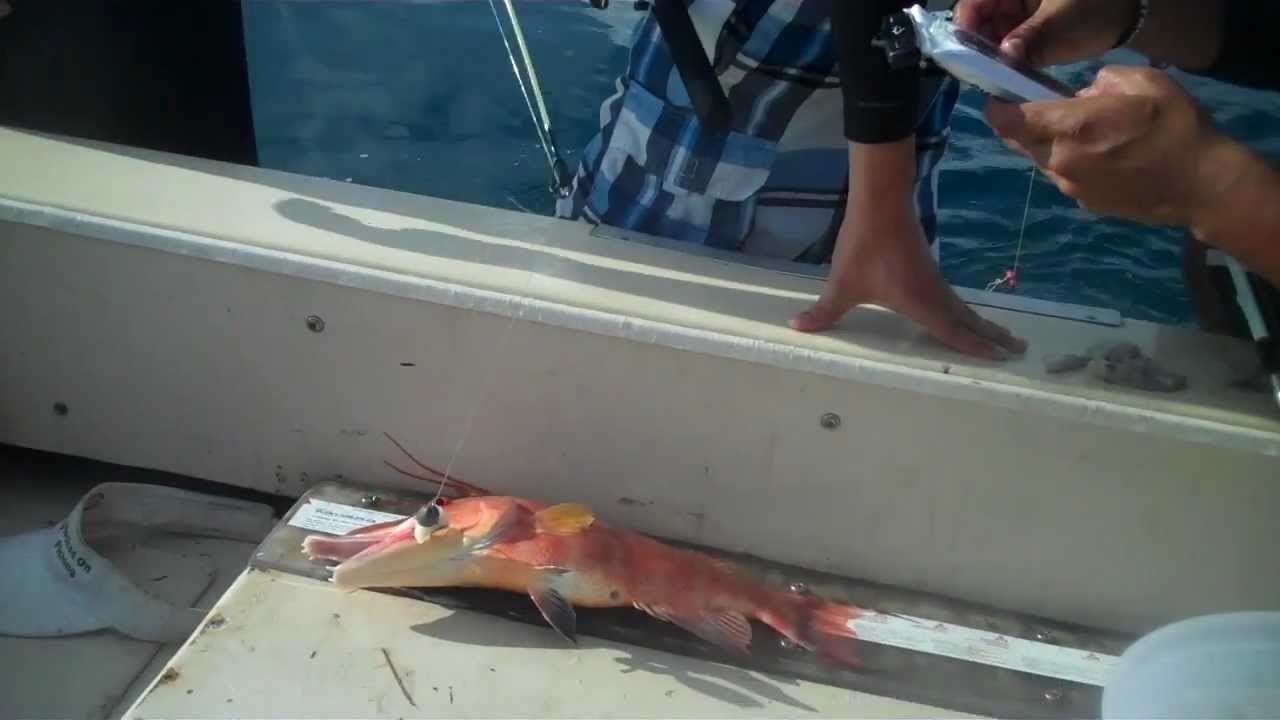 Grouper, Hog Fish, and Tiger Shark in Tampa Bay Area YouTube