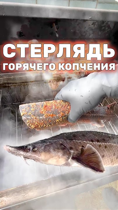 КОПТИМ СТЕРЛЯДЬ. Осетрина горячего копчения из пруда на участке #пруд # ...