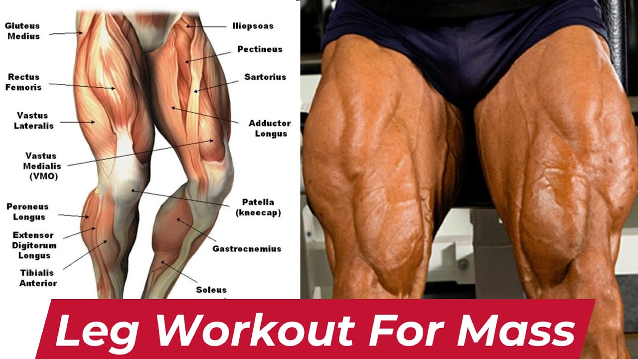 The Legs Workout To Build Bigger Legs Fast YouTube