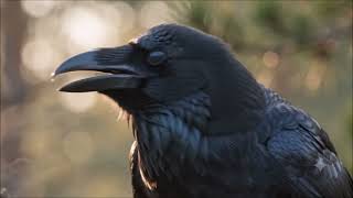 Morning Crow Cawing Sound | Realistic Crow Calls Sound Effect