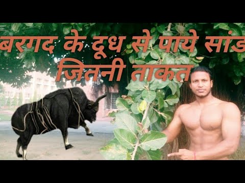 वीडियो: कौन से पेड़ दूध देते हैं