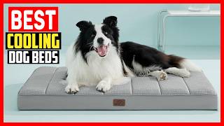 ✅Top 5 Best Cooling Dog Beds 2026
