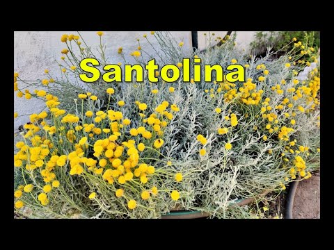Video: ¿Para qué sirve la santonina?