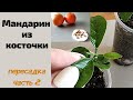 Пересадка молодых мандаринчиков (сеянцев) в отдельные емкости. Дальнейший уход. Часть 2.