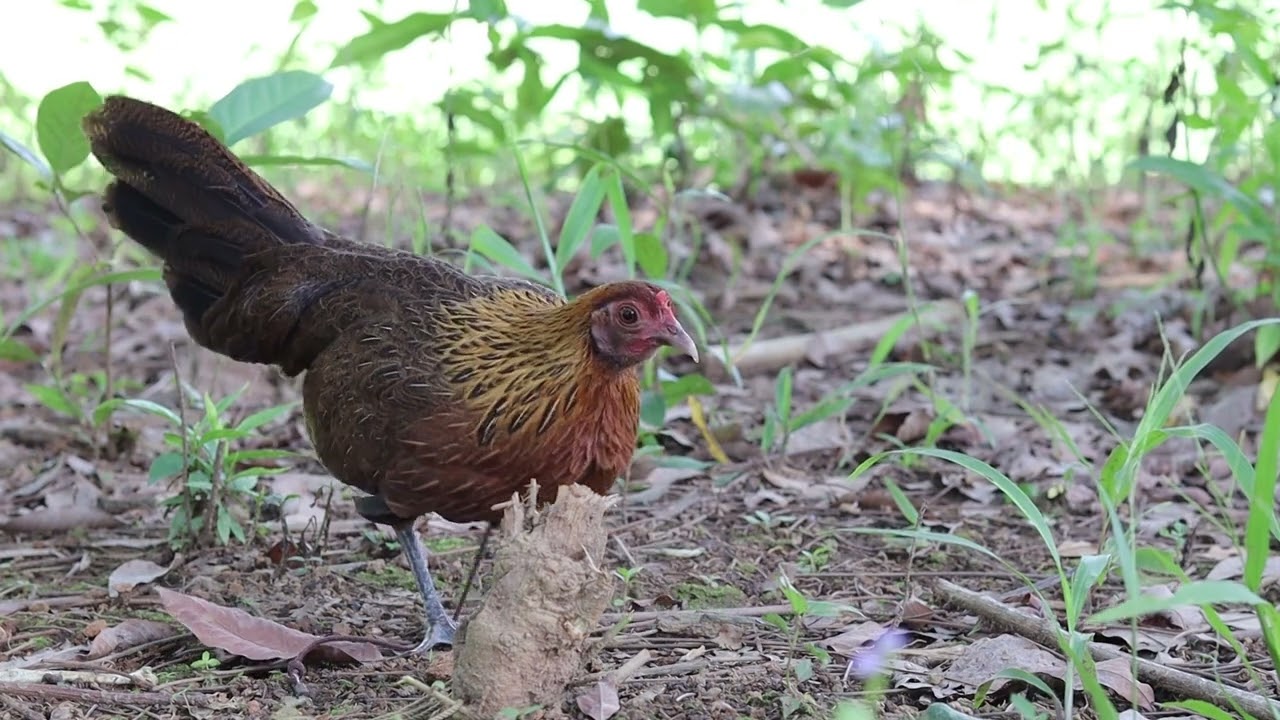 ไก่ต่อเข้าเสียงดี poj qaib dib suab zoo dibtuaj zoo.