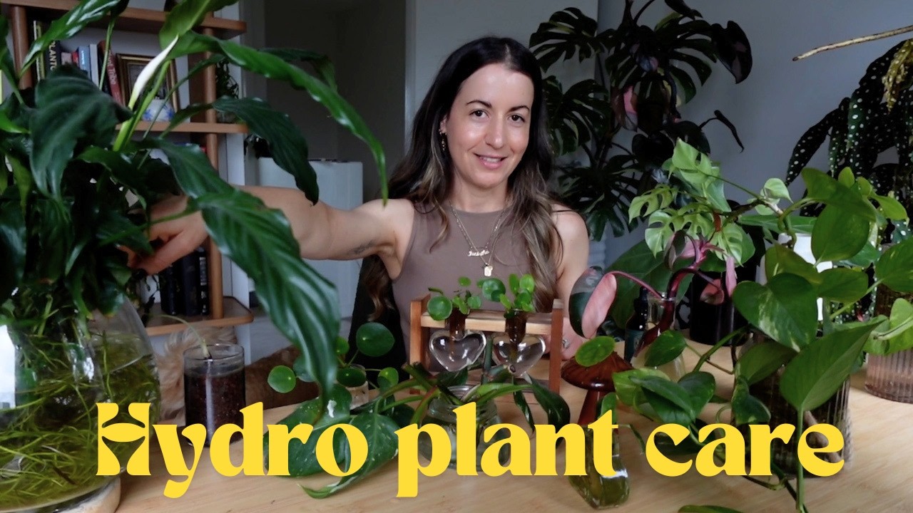 How to Turn a Monstera into a Hydro Houseplant  Jacintha | Pass that plant