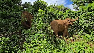 Deep Friendships: The Emotional Intelligence Of Elephants Explained - Elephantnews Resimi