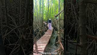 mangrove forest #karunya #shere #like #subscribe #music #suportme #walking with nature ನಮ್ಮ ಮೈಸೂರು