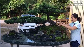 Chăm sóc tiểu cảnh Tùng Sơn Thạch động của nghệ nhân Thanh Hóa