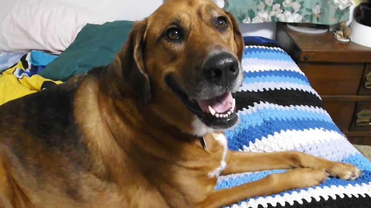 Gorilla 4piece repair kit. For life wall ceiling repairs. YouTube