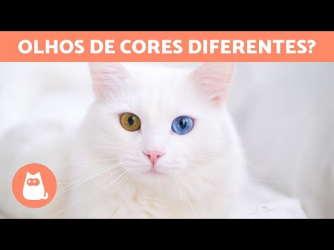 Vídeo: 150 + nomes para gatos com 2 olhos de cores diferentes (heterocromia)