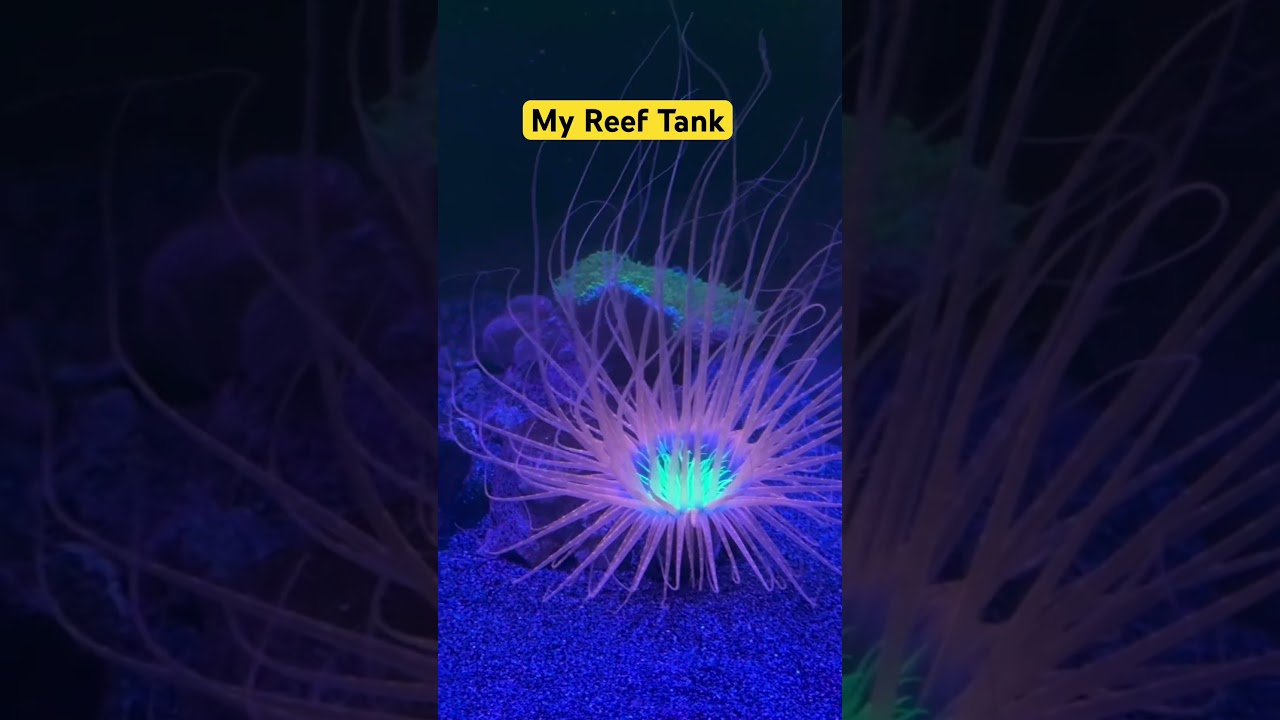 Famous ? Reef Tank 