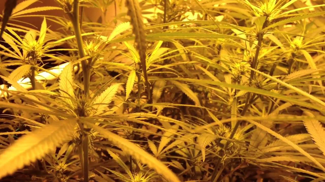 Blue Dream Green Crack Pre 98 Bubba