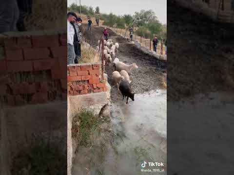 الغنام تركيا احسن من غنام عراق