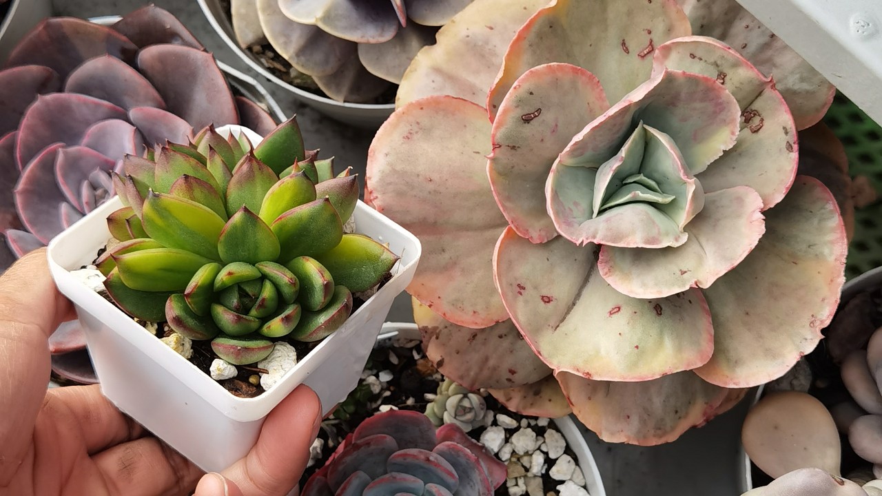 10 suculentas variegadas con nombres (parte 2)