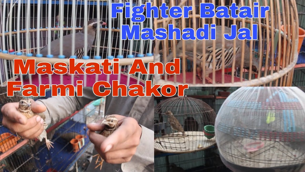 Maskati Chakor' Farmi Chakor' All Chakor' Fighter Batair' Mashadi Jal' Saira' Empress Market Saddar.