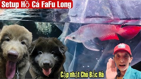 Setup lại hồ Cá Rồng Fafu,cập nhật lại Bé Tý và Út Ráng Bắc Hà - Thái Salem vê lốc
