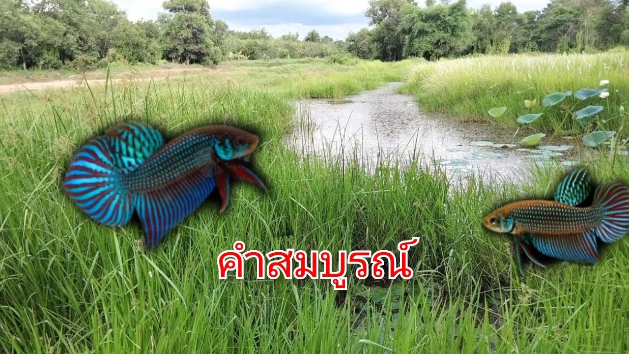 ปลากัดเก่งคำสมบูรณ์หายากมาก#betta#ปลากัดป่า#ว่างอีหลี