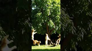 Cats Dancing On The Tree