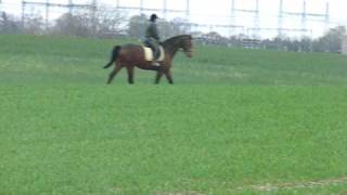 Brilliant 2006 E. Nobel-Porfyr