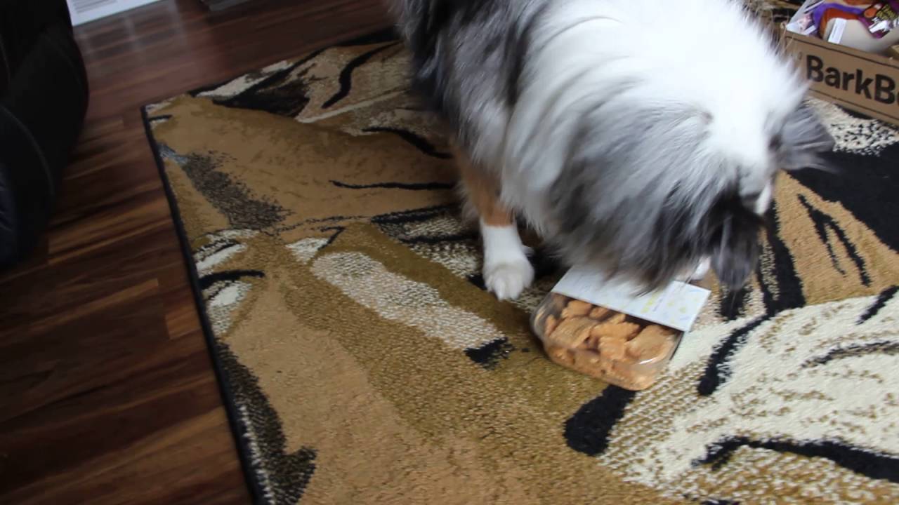 September 2016 Medium BarkBox