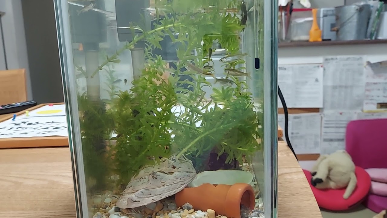 二子玉部 76匹 水槽全景 Youtube