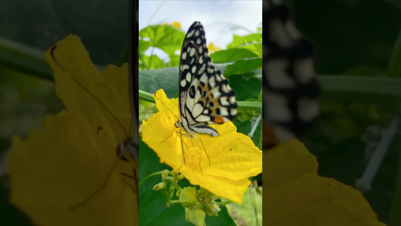 A butterfly collects pollen.