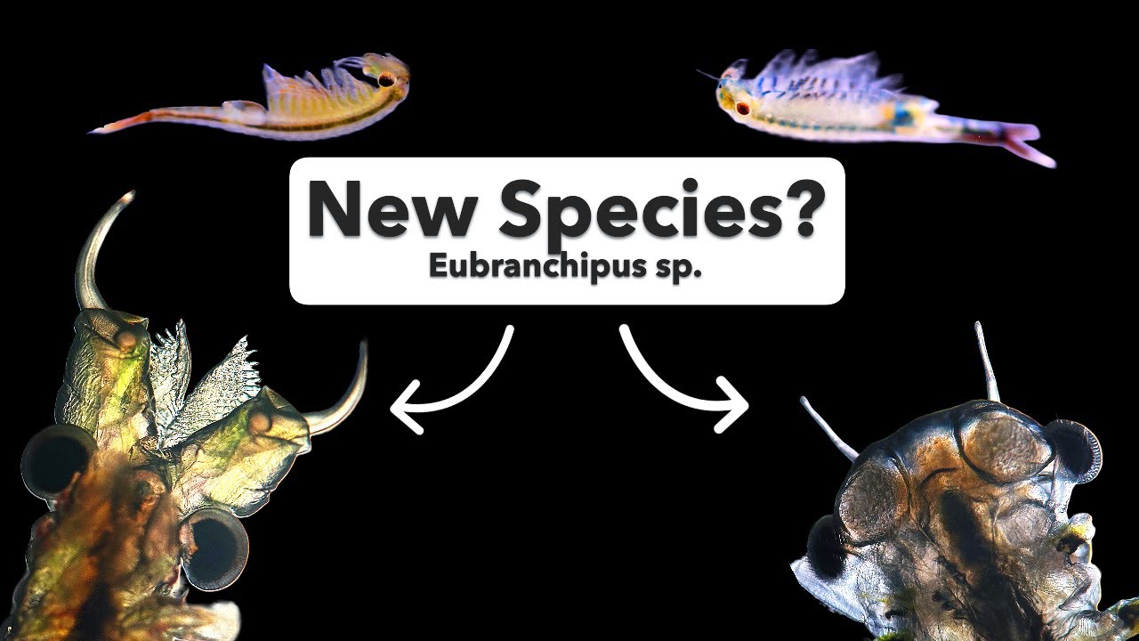 A undescribed species of fairy shrimp!