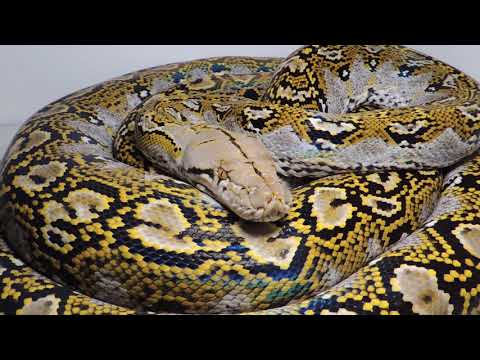 Marble Reticulated Python