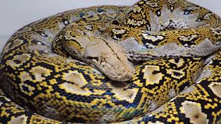 Celebrity Marble Reticulated Python Wealth