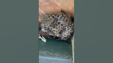 Paper Wasps Good or Bad?  #insects