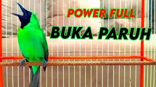 Download Lagu Pancingan Handal Cucak Ijo Gacor! Jitu Dalam Membuat Ijo Lain Cepat Naik Emosi Langsung Jamtro Emosi MP3