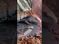 爬虫類飼育者の家に出た虫はこうやって駆除します #shorts