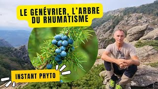 Genévrier, l'arbre qui soulage les rhumatismes