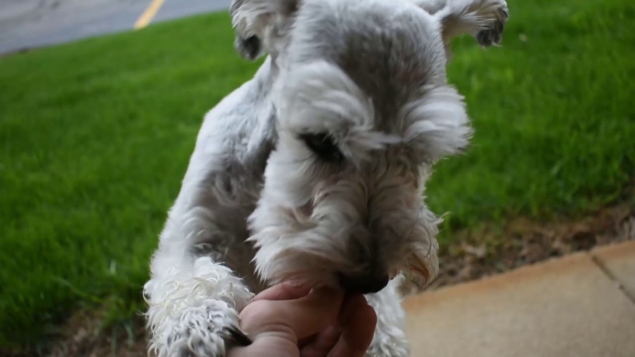 Treat Time Miniature Schnauzer YouTube
