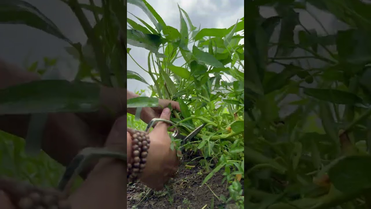 Thu hoạch Rau muốn đồng Rạng Đông #hatgiongrangdong #rangdongseeds