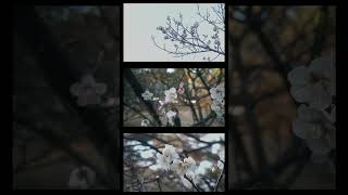 The Beginning of Spring | Xiaomi 15T Pro RAW