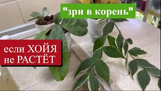 видео: Моя хойя НЕ ХОЧЕТ РАСТИ — решение НАЙДЕНО! картинка: Моя хойя НЕ ХОЧЕТ РАСТИ — решение НАЙДЕНО!