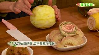 種子盆栽DIY教學 - 柚子三種利用方式（蚊香、蜜餞、酵素）