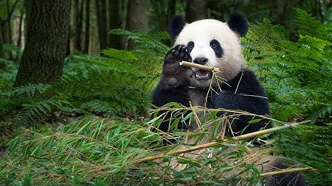 Giant panda released into wild captured on camera after three years